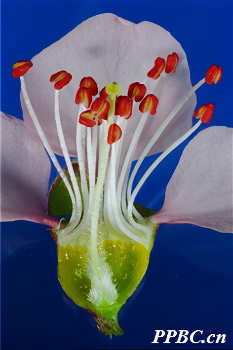 「桃」人间四月芳菲尽,山寺桃花始盛开