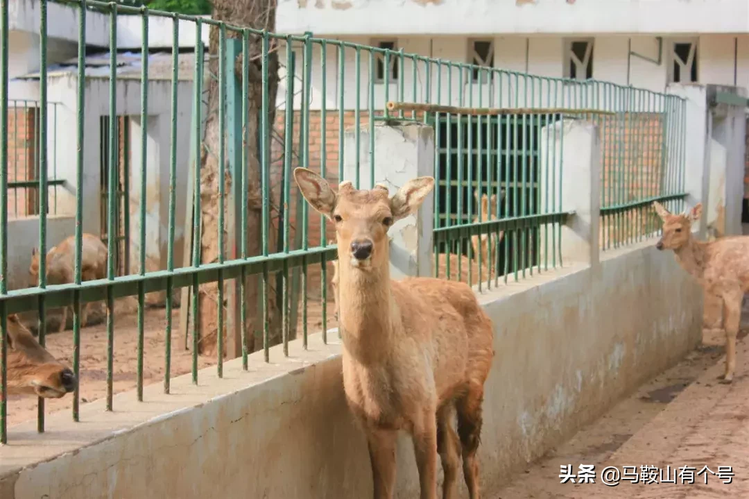 马鞍山人，别忘了动物园！这里曾是我们的全部！