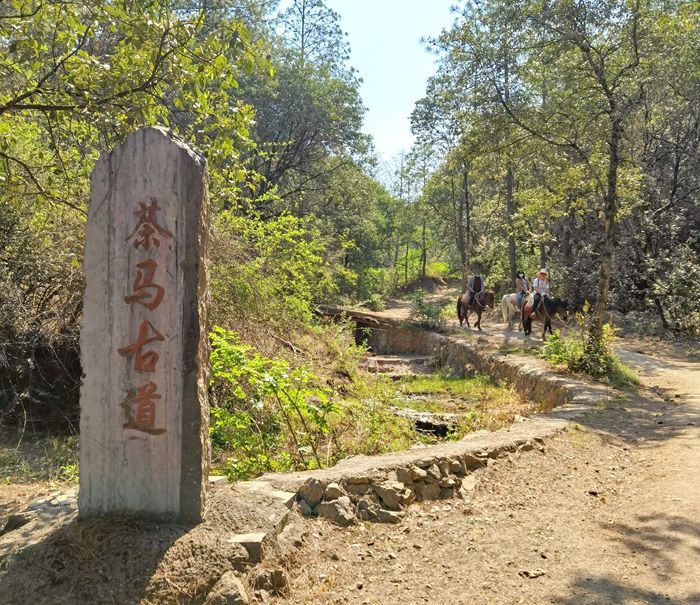 丽江拉市海，骑马走茶马古道，赏鸟走观湖长廊