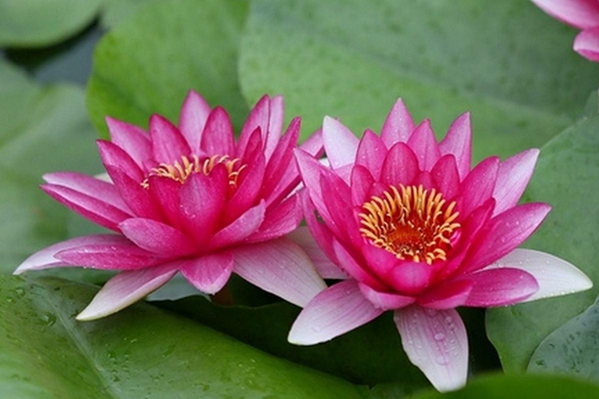 并蒂莲的花语(并蒂莲双生花花语) -骁龙网