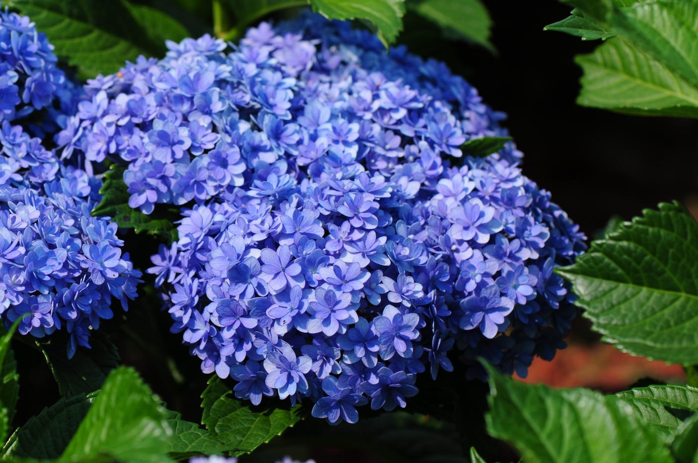 新老枝都能开的5种绣球花,从春开到秋,太优秀了