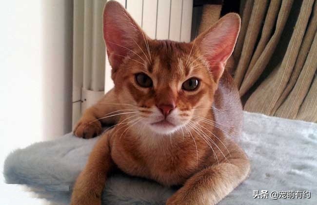 全世界公认的猫中帝王——阿比西尼亚猫，你喜欢吗？