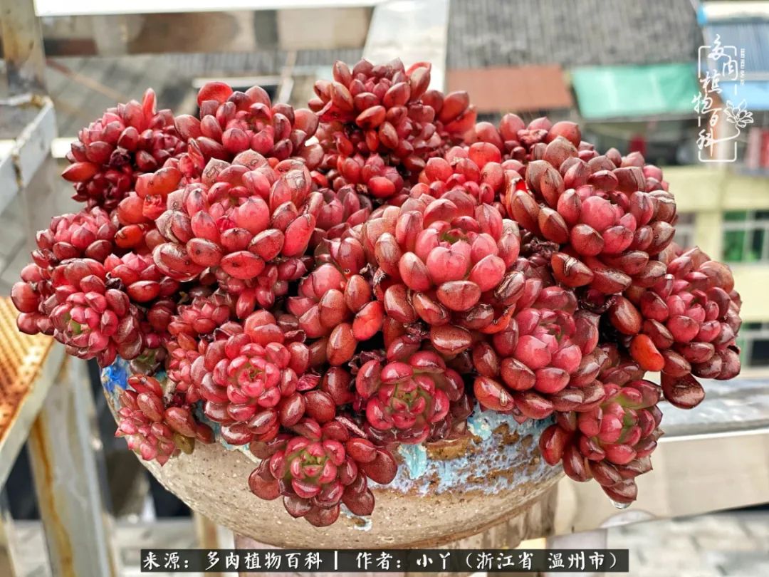 繁华落幕尽铅华，姹紫嫣红刹那，余生不长，因爱而芳华