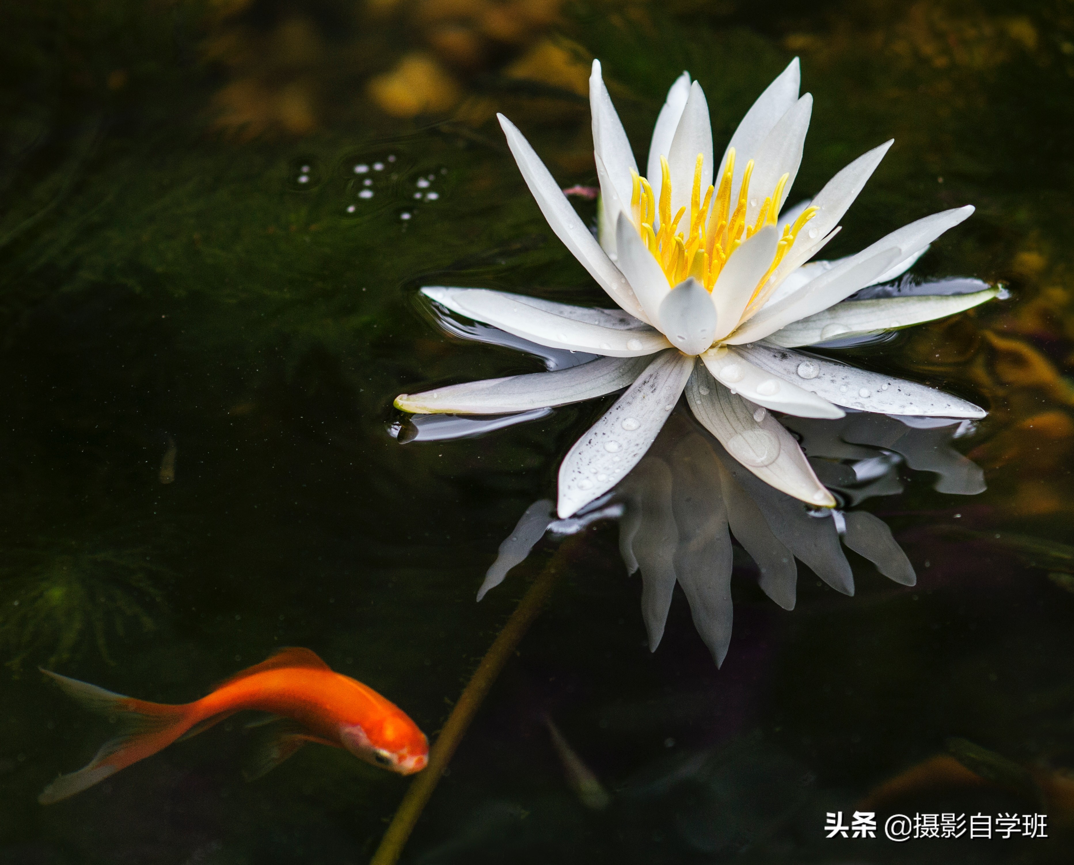 看这9张荷花照片点评，避免犯同样错误，帮你荷花照片更多精品