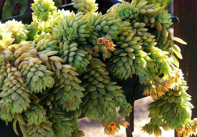 玉珠帘多肉怎么养经验分享专业回答