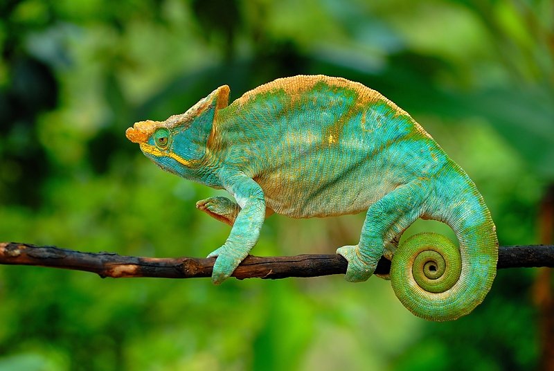 国王变色龙(诡避役属calumma ),cites附录二七彩变色龙(叉角避役属fur