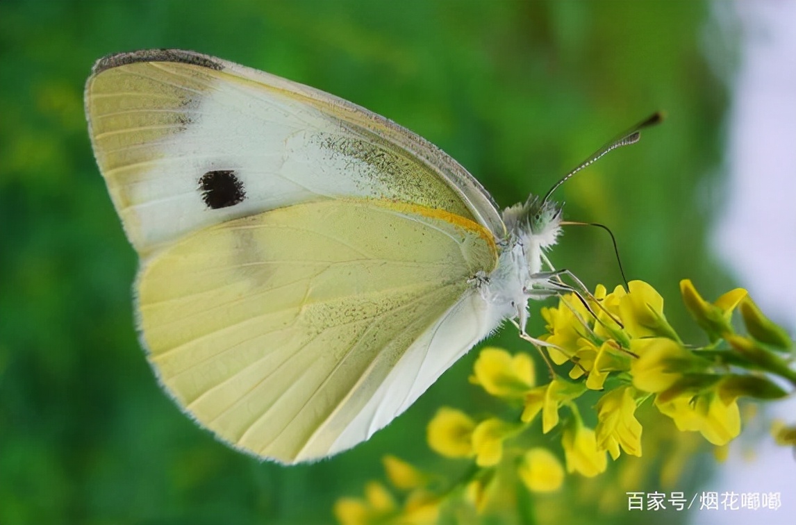 没有壳的蜗牛长什么样（生活中常见到的一些小生物）