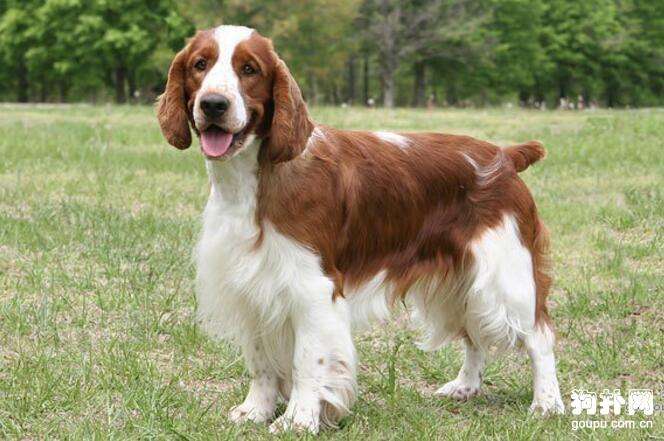 养好史宾格犬,你不可不知道的小技巧