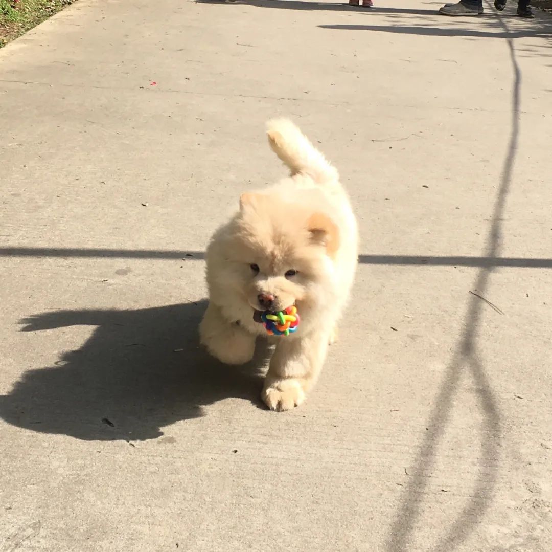 6种狗狗小时候和长大的对比！阿拉斯猪：岁月是把猪饲料