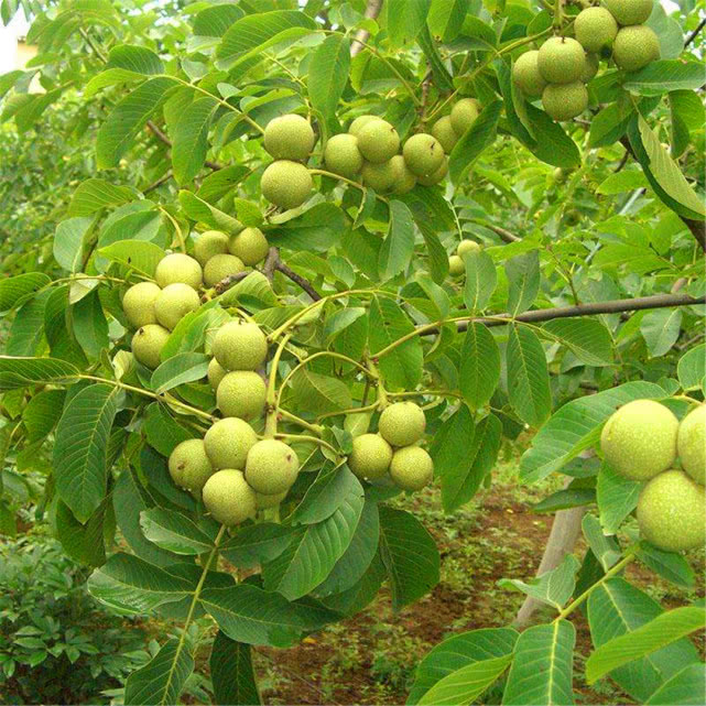 核桃树到底为什么要放浆呢,放浆的好处有哪些