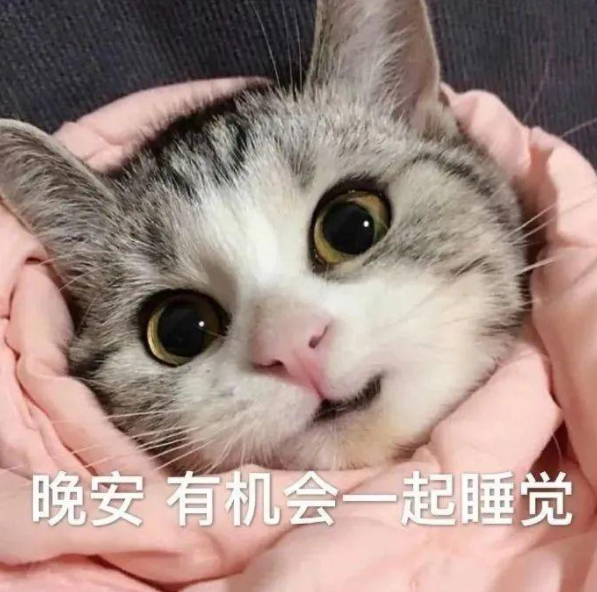 被主人“宠爱”的猫咪，一定会具备这些现象