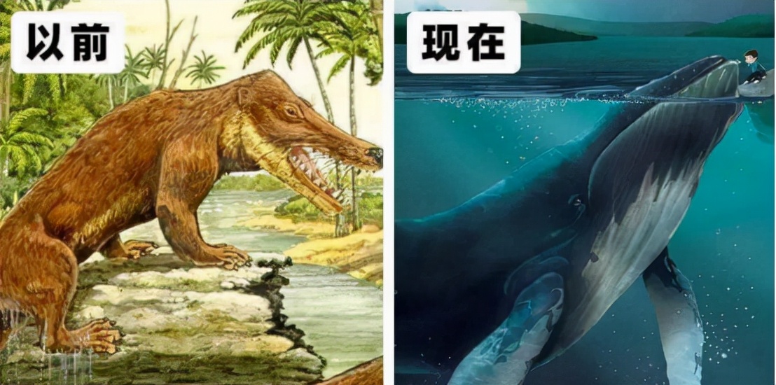 进化论是错的？下海5000多万年后，鲸鱼仍没有鳃，哪个环节错了？