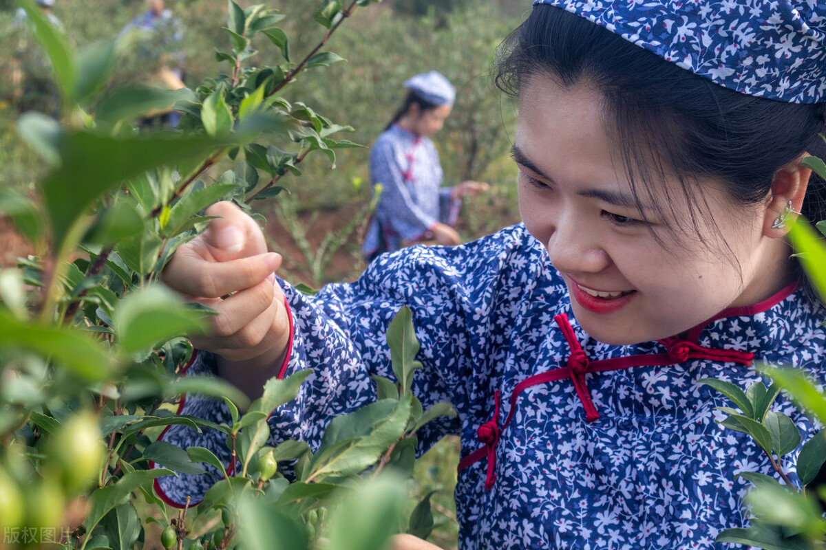 连翘种植方法（连翘种植过程中的注意事项）