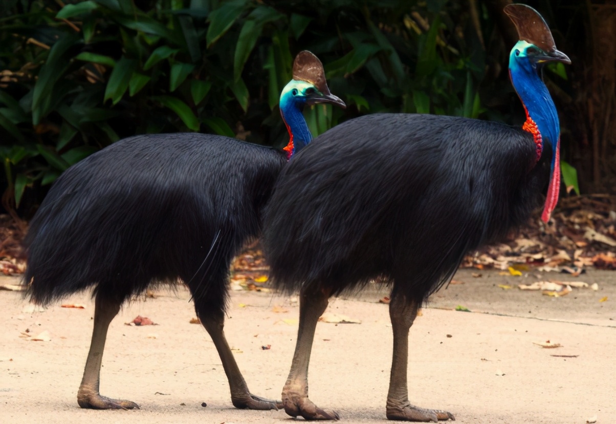 鸟界“扛把子”！一脚能踢穿钢板，它在新几内亚被称为“杀人鸟”