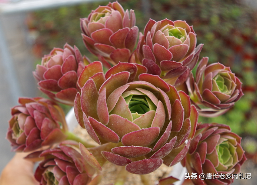 万圣夜多肉怎么养经验分享「专业回答」 -骁龙网