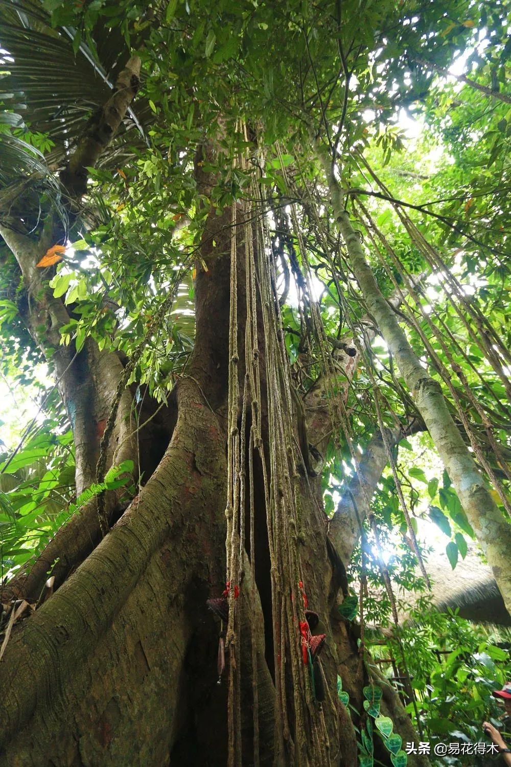 箭毒木(剧毒植物:见血封喉树和解毒良药红背竹竿草)