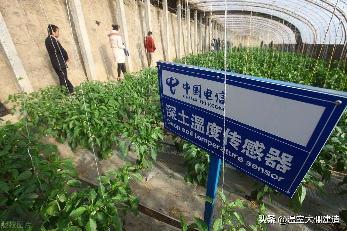 日光温室的三种放风方法你了解吗？