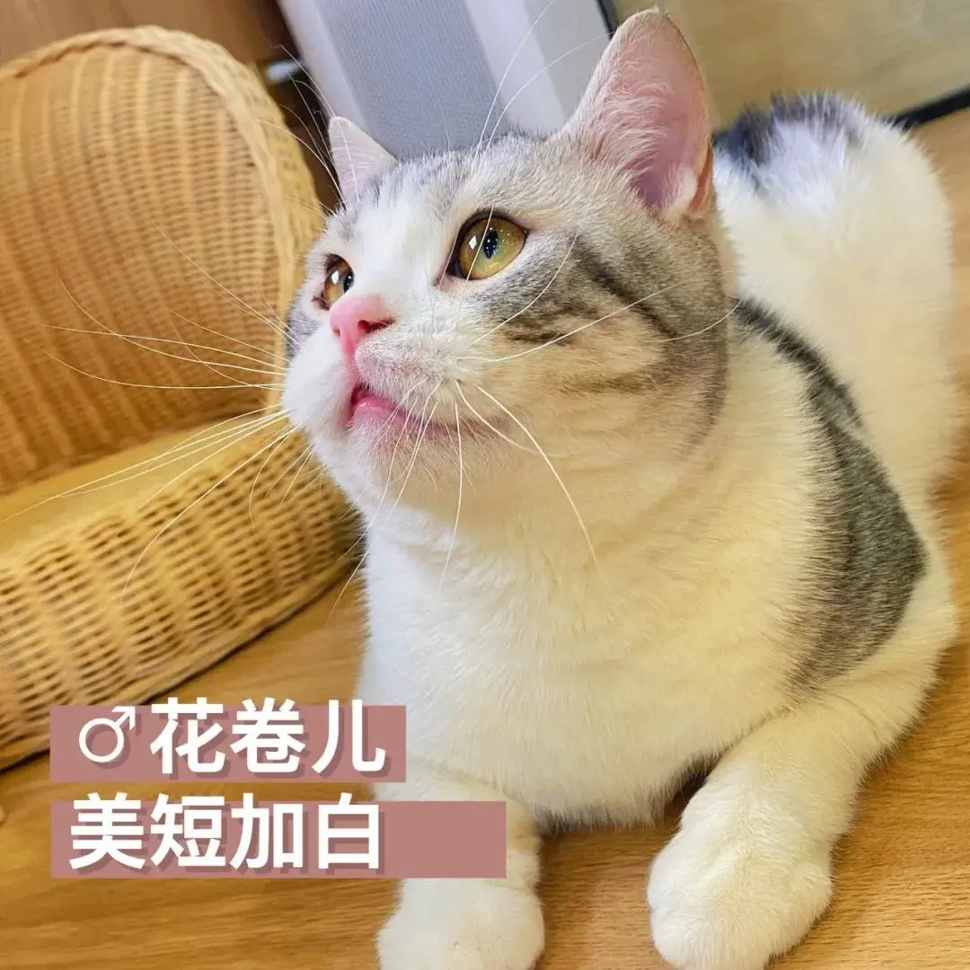「探GAI」沈阳,那些正被猫治愈的年轻人