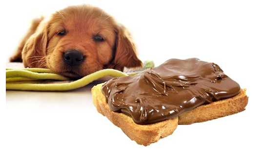 从巧克力的成分及细胞代谢角度,浅谈巧克力对狗狗的致毒机理