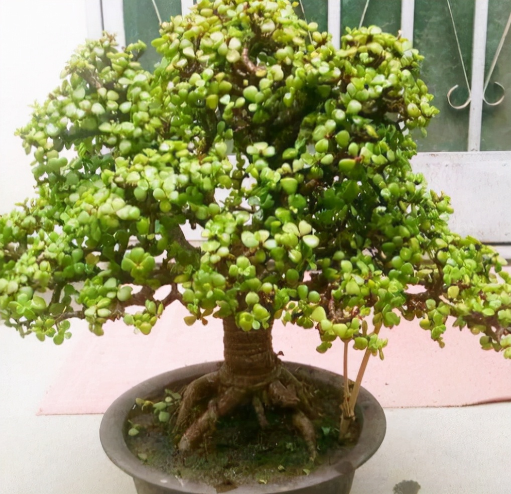 养金枝玉叶,冬天做好1个"保证",记住"3合理",长得也很快