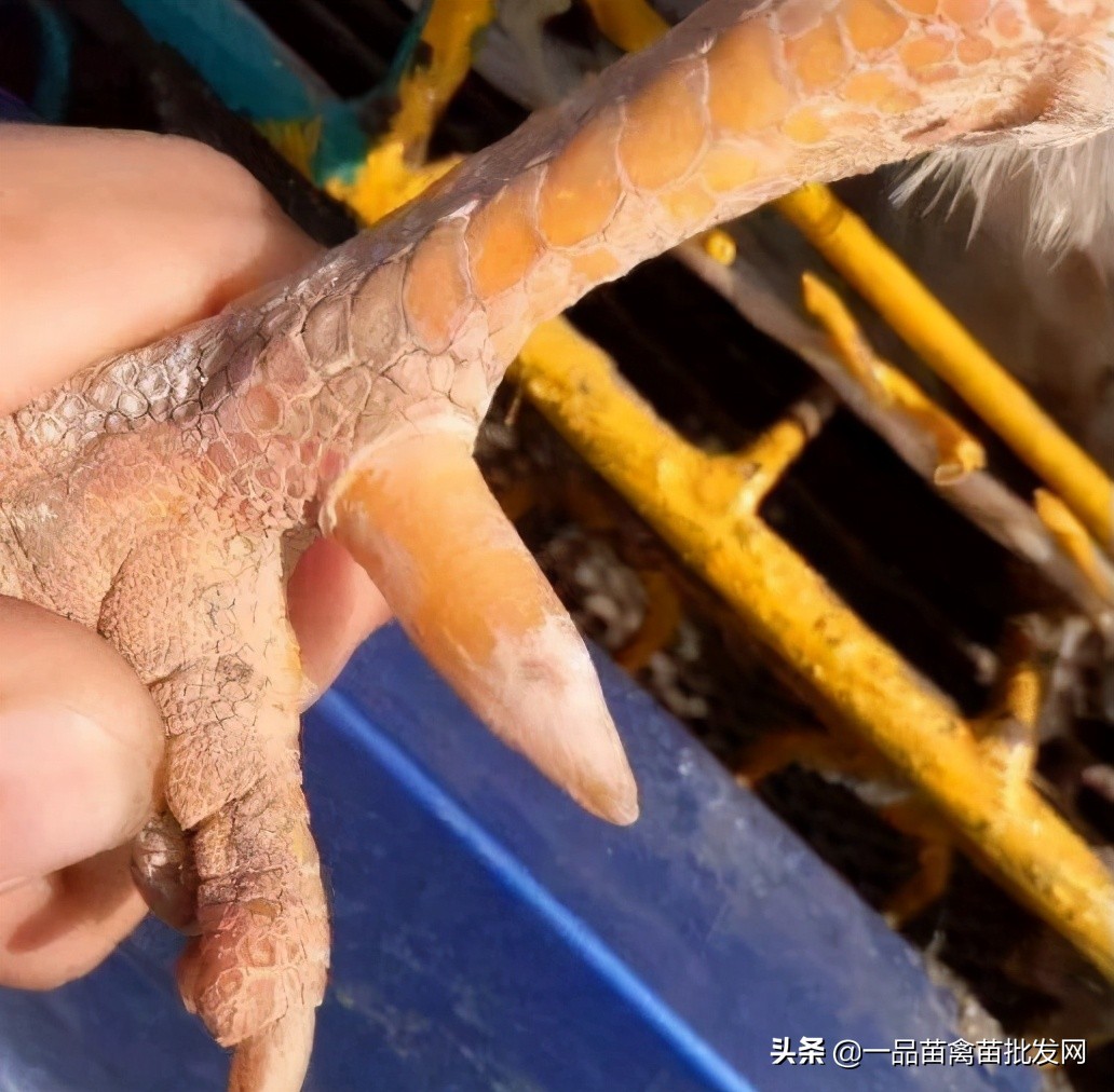 阉鸡小脚趾怎么养长得好「科普」 -骁龙网