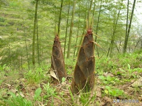 关于竹笋的诗词鉴赏(精选31首竹笋的最著名的诗)