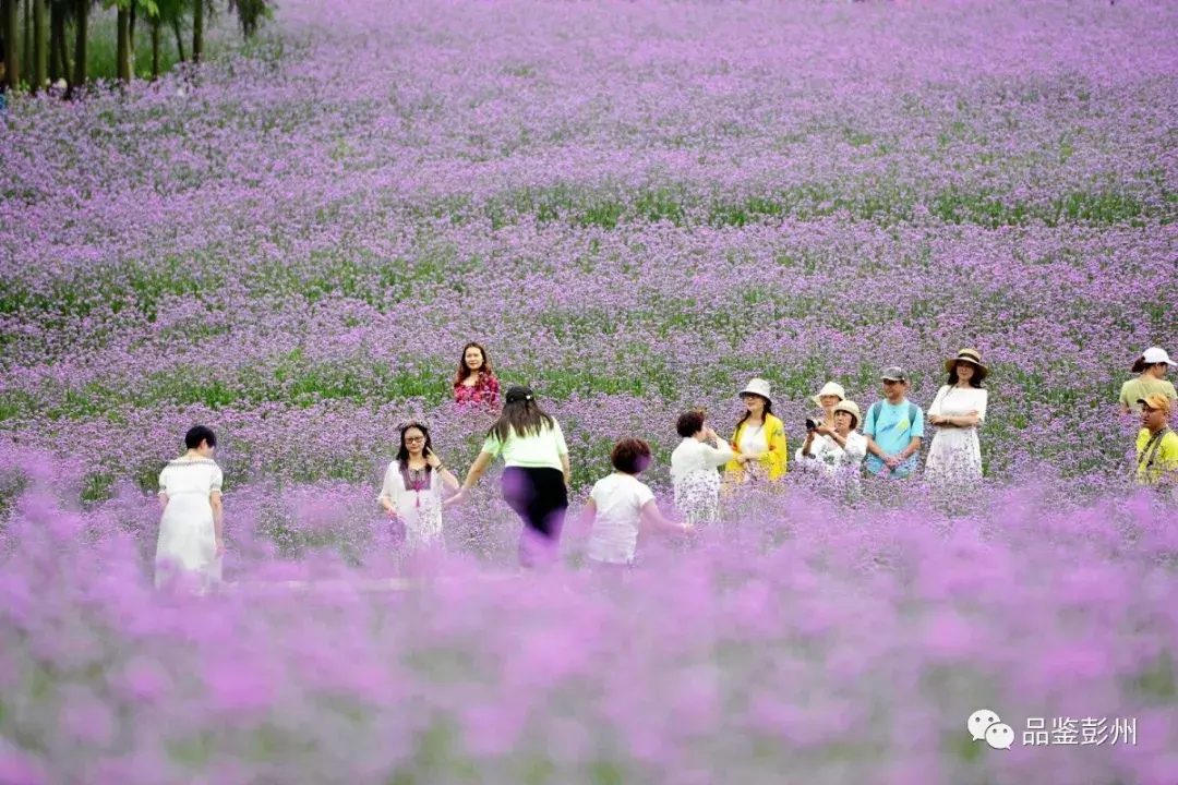 惊艳！蜂鸟闹花枝，彭州这片百亩紫色花海浪漫如仙境