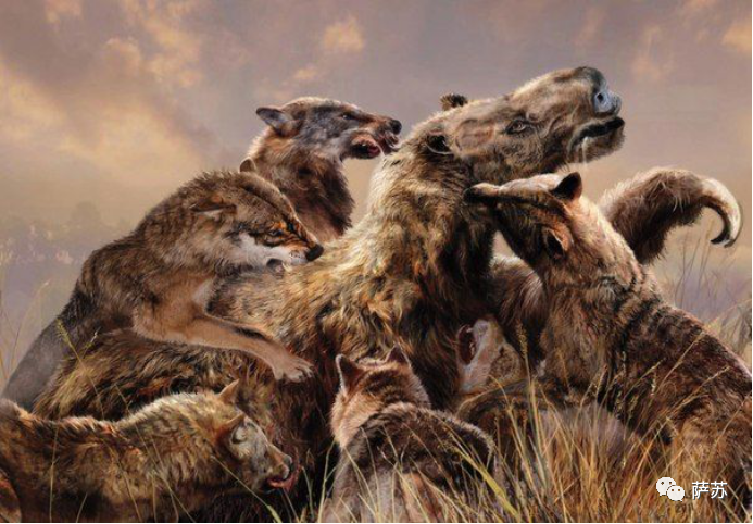 灰狼的含义 _飞翔号