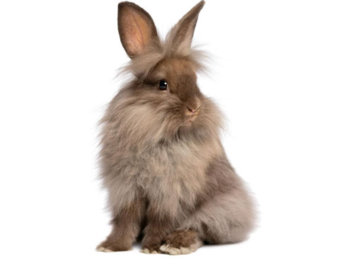 盘点各种各样可爱的兔子,多数兔子性格温顺,惹人喜爱