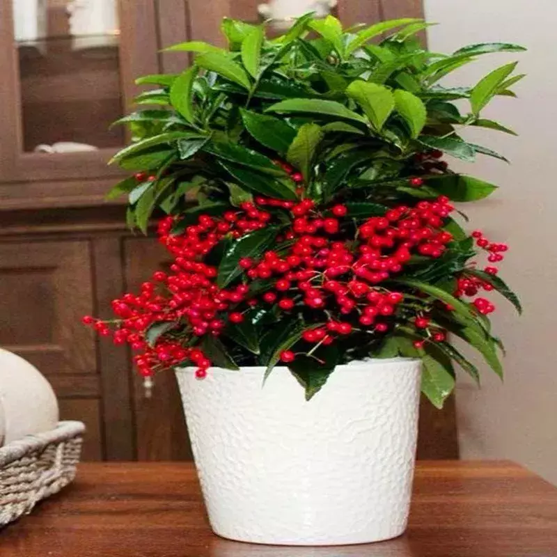 观果盆景种类(观果盆景哪个品种最好)-花卉知识网