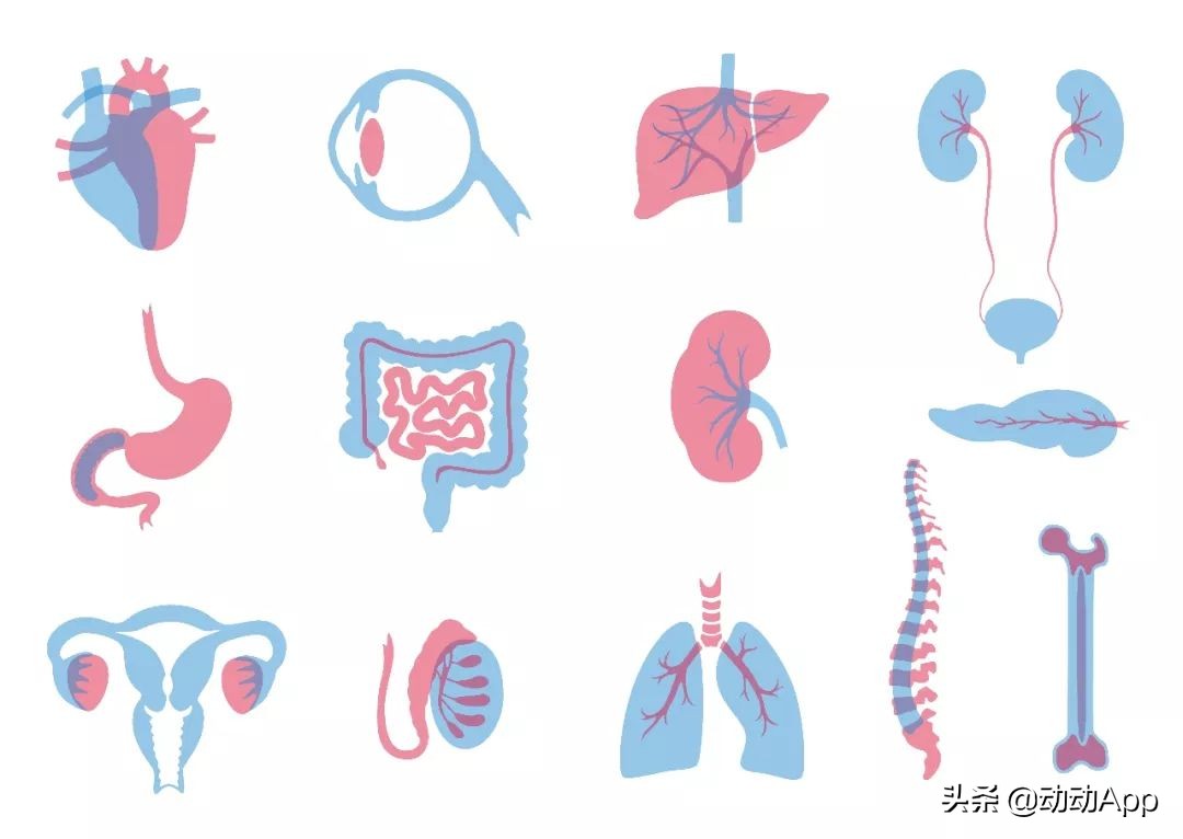 心肝脾肺腎「各器官衰老時間表」,千萬別等壞了再保養