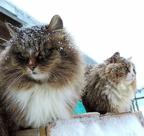 ​俄罗斯的吉祥宠物：西伯利亚猫，长毛猫的祖先，颜值不输缅因猫