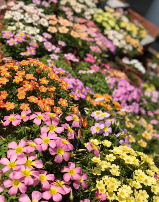 世界上长得最快的植物是什么（4种生长速度很快的植物）