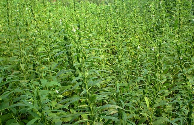 芝麻什么时候种植最好（芝麻的种植方法和时间）