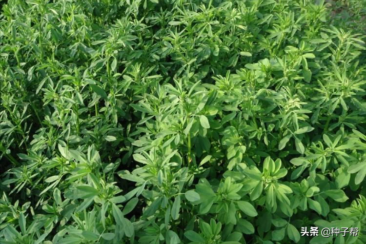 東北耐寒牧草，耐寒-40度，“牧草之王”紫花苜蓿，收割加工流程
