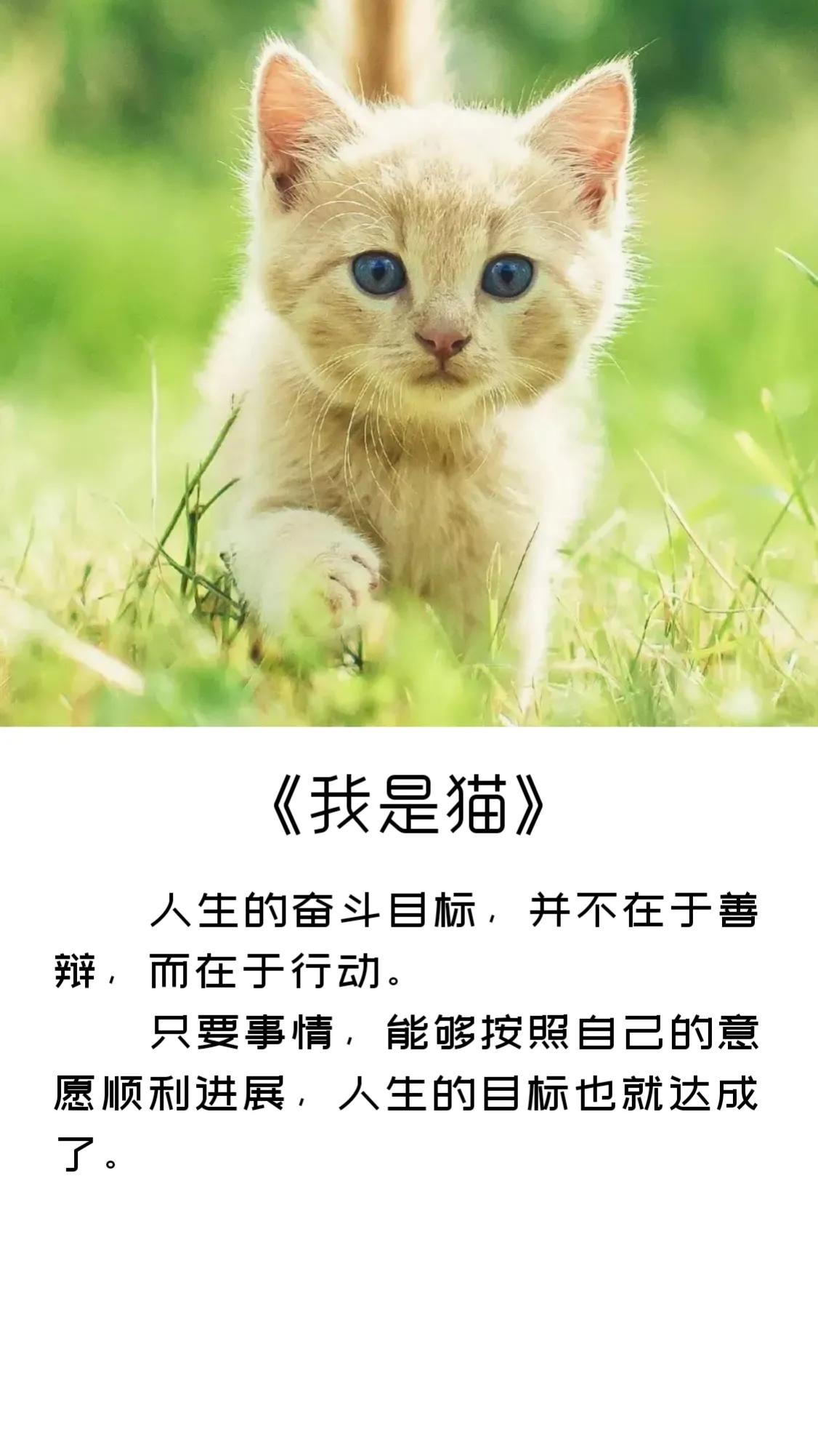 《我是猫》精彩句子摘录