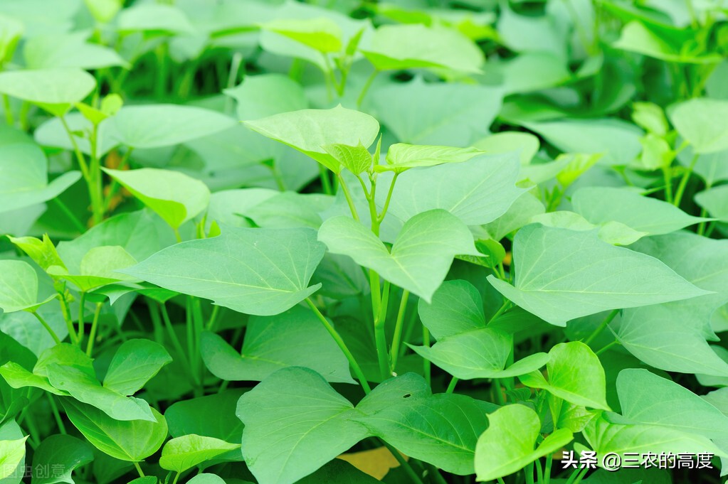 乡野间的“野菜”一年四季都有，但你不一定认识，看你吃过几种？