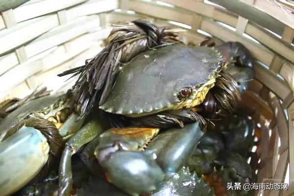 海魚圖片大全,海魚圖片大全及名稱