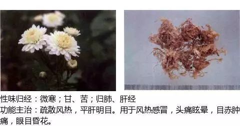 300个中草药图谱（附主治功效），知道一半就太牛了（上）