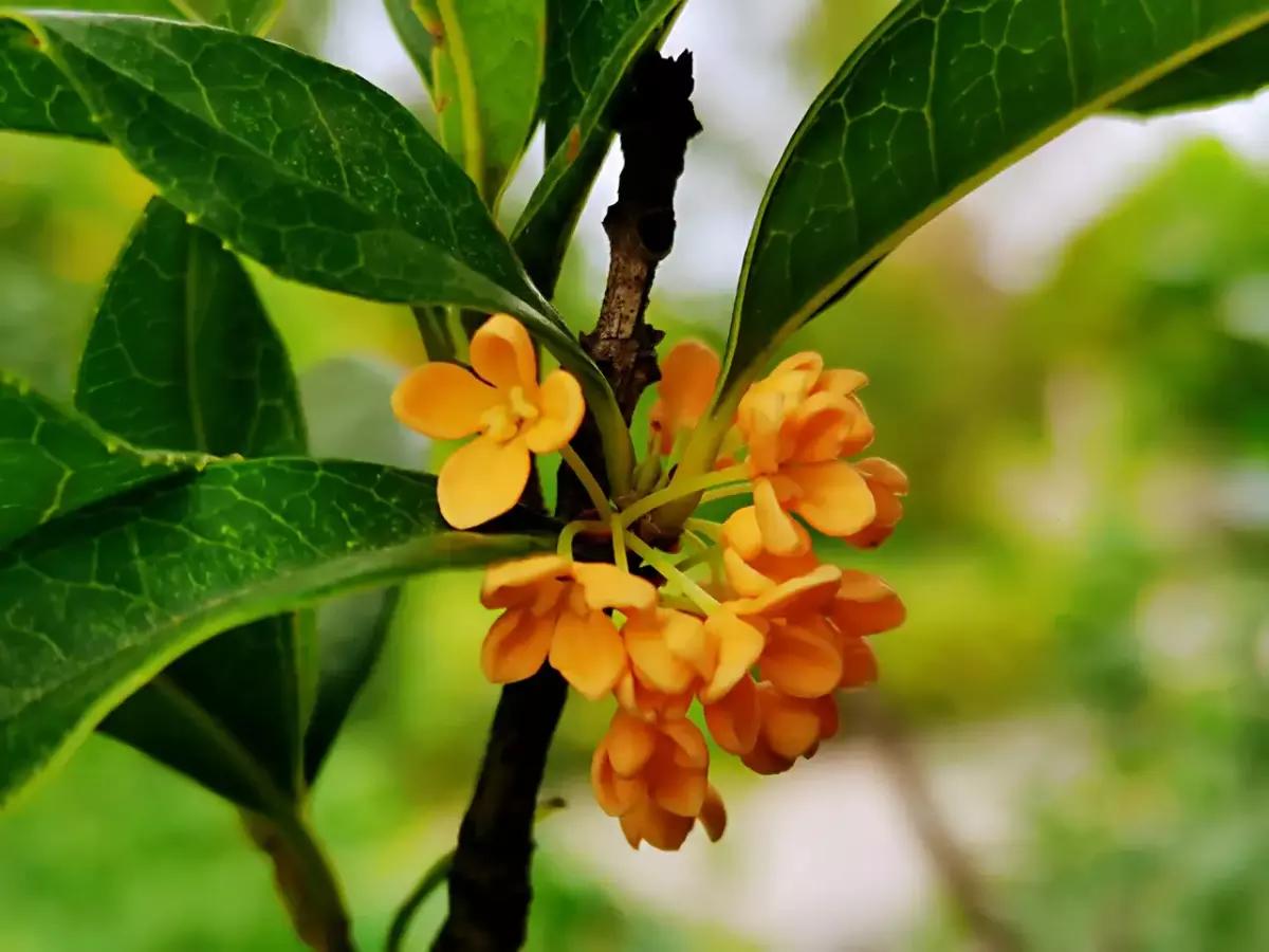 6种植物自带香气,家里种上一盆,简直就是“活香水”