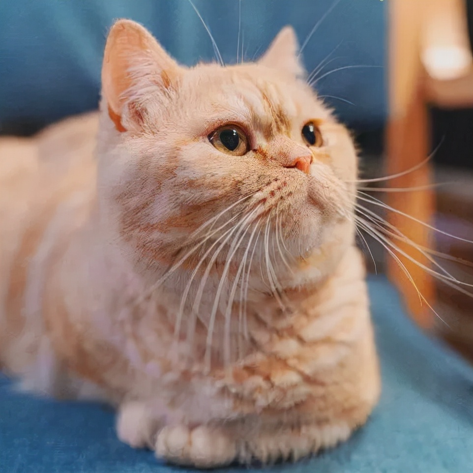 「探GAI」沈阳，那些正被猫治愈的年轻人