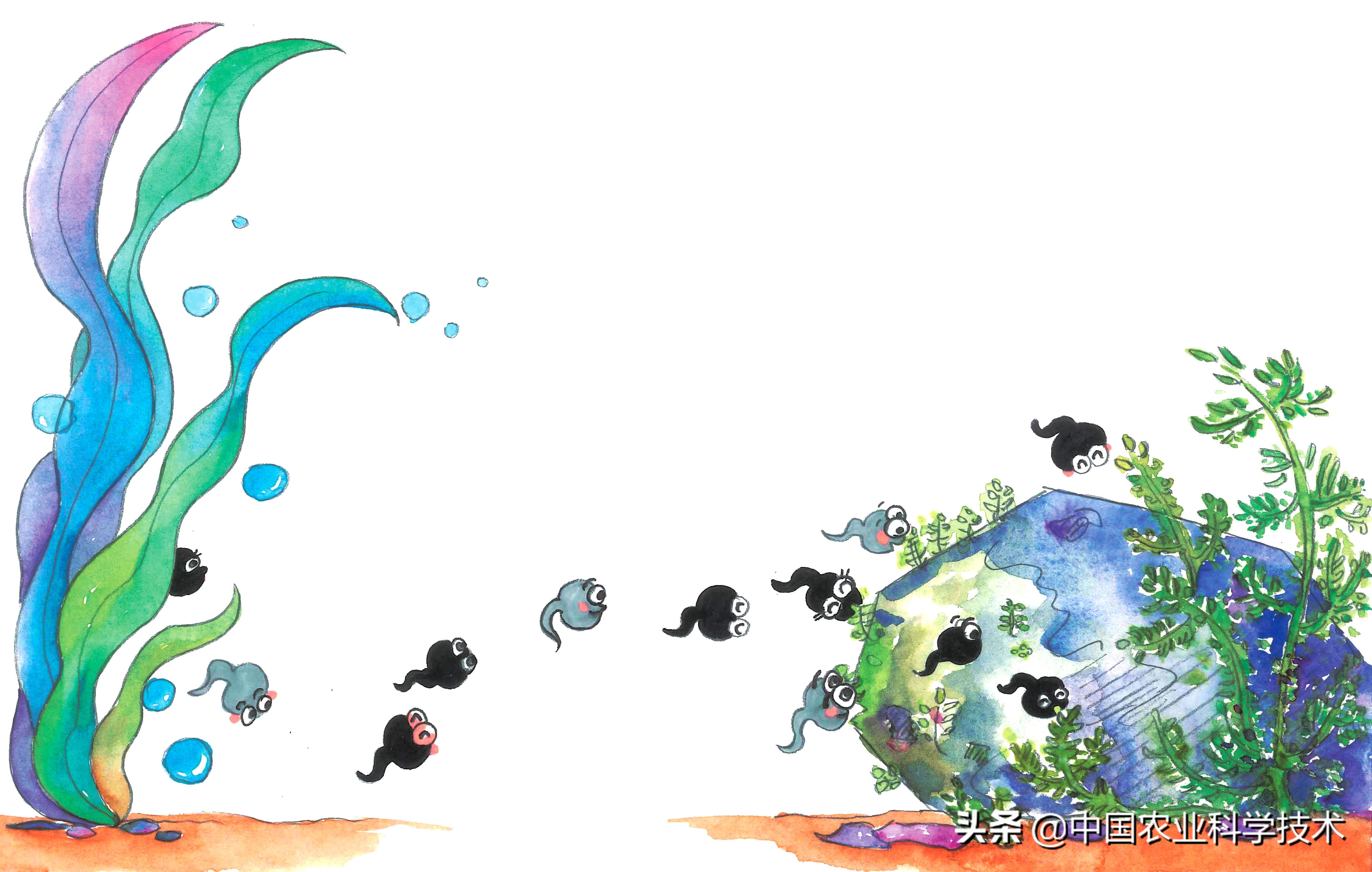 蝌蚪吃什么食物? 小青蛙吃什么东西 人工喂养-世界十大之最