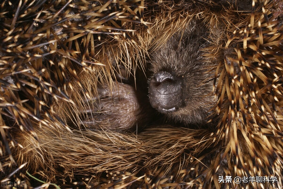 冬眠的刺猬会吃掉吗刺猬冬眠会吃东西吗