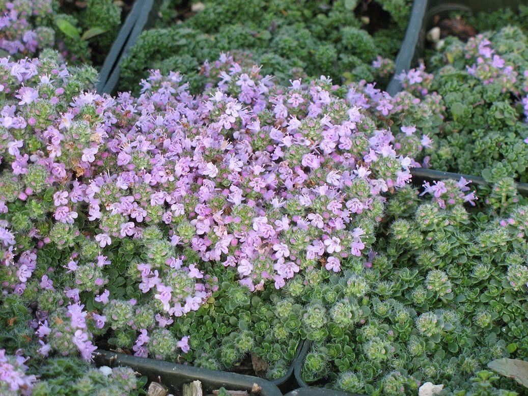 合适庭院种的低矮花树(一般人对于种在盆子里的花草树木,统称为盆景)