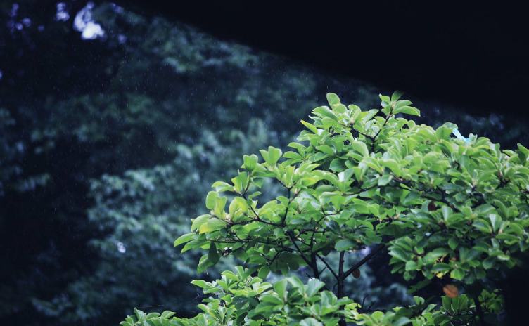 「诗词鉴赏」​大暑将至 大雨时行 一场山雨 一份诗意 一路前行