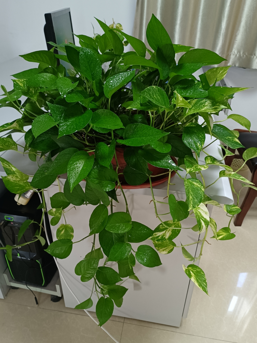 花卉绿植盆栽有什么推荐（100种室内盆栽花草图鉴）