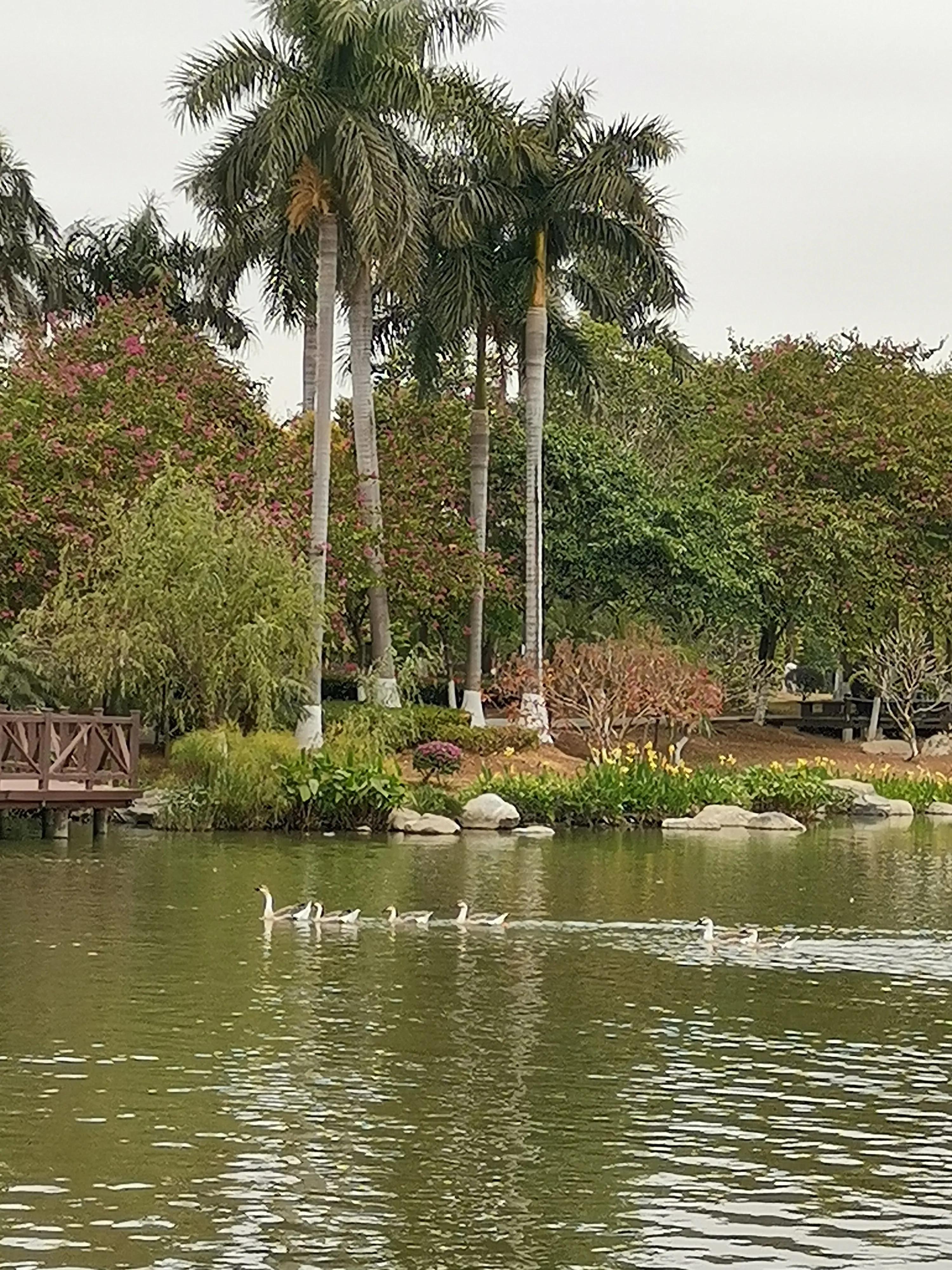 美丽的海珠湖公园