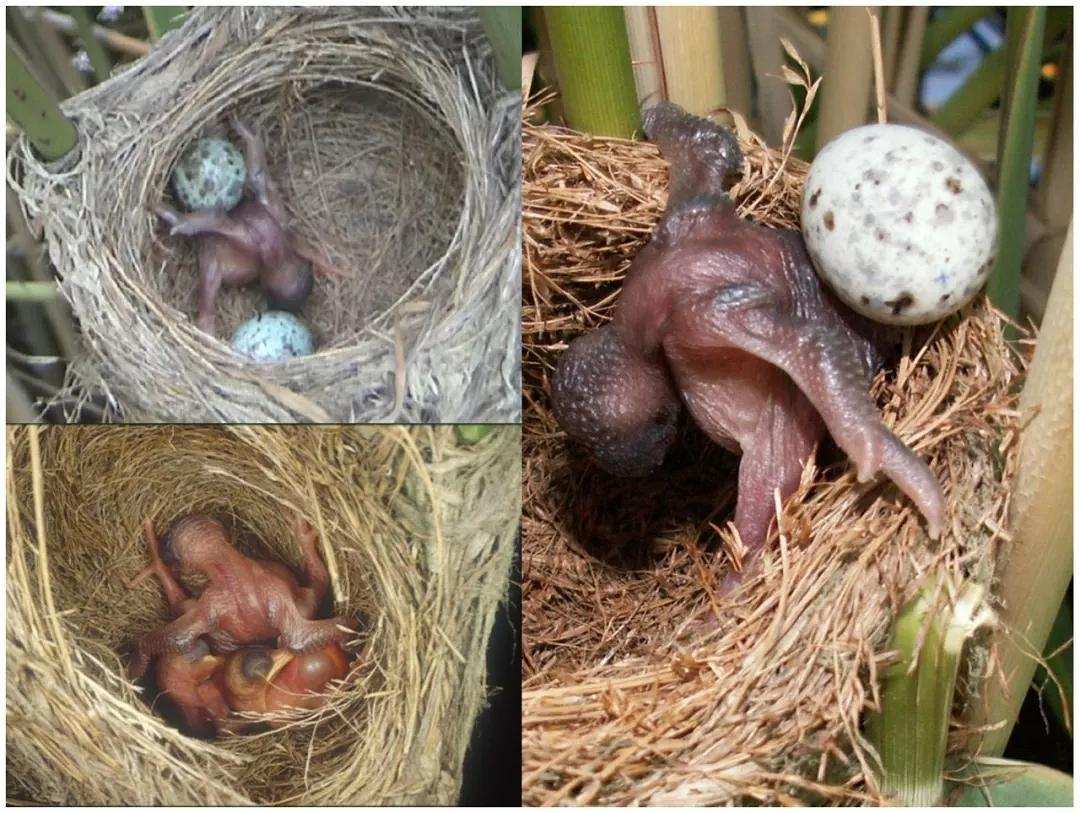 鸟蛋发育图图片