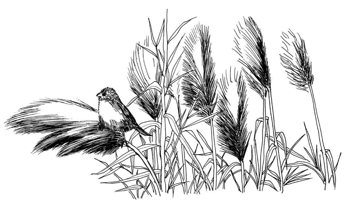 听说你不会画芦苇钢笔画，视界教你画芦苇，简单易学，快来临摹