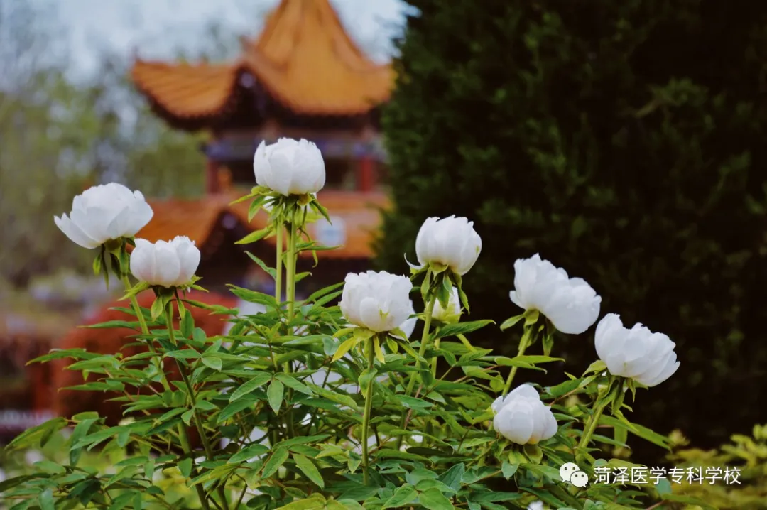 菏泽医学专科学校牡丹，又是姹紫嫣红开遍